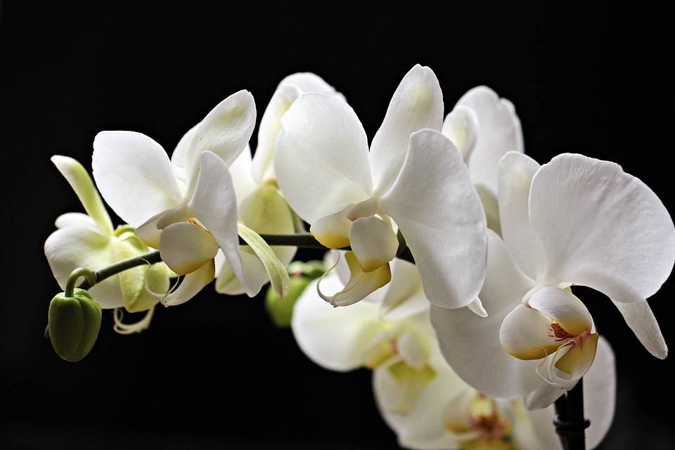 orchids-2055192_960_720