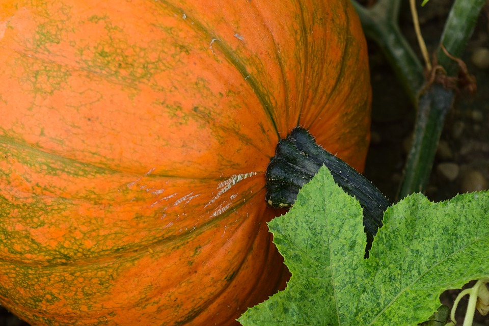pumpkin-1666444_960_720