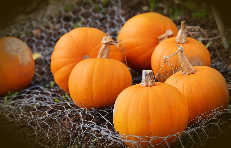 pumpkin-1679827_960_720
