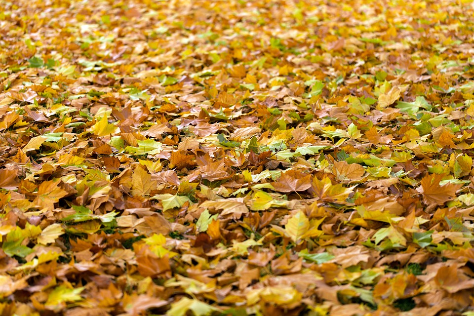 autumn-940401_960_720
